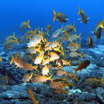 74717131 2911623695539021 3404575512742330368 N