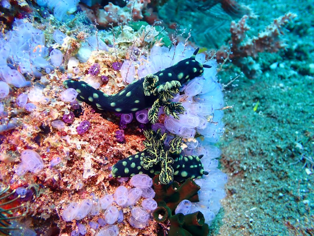 P5290067