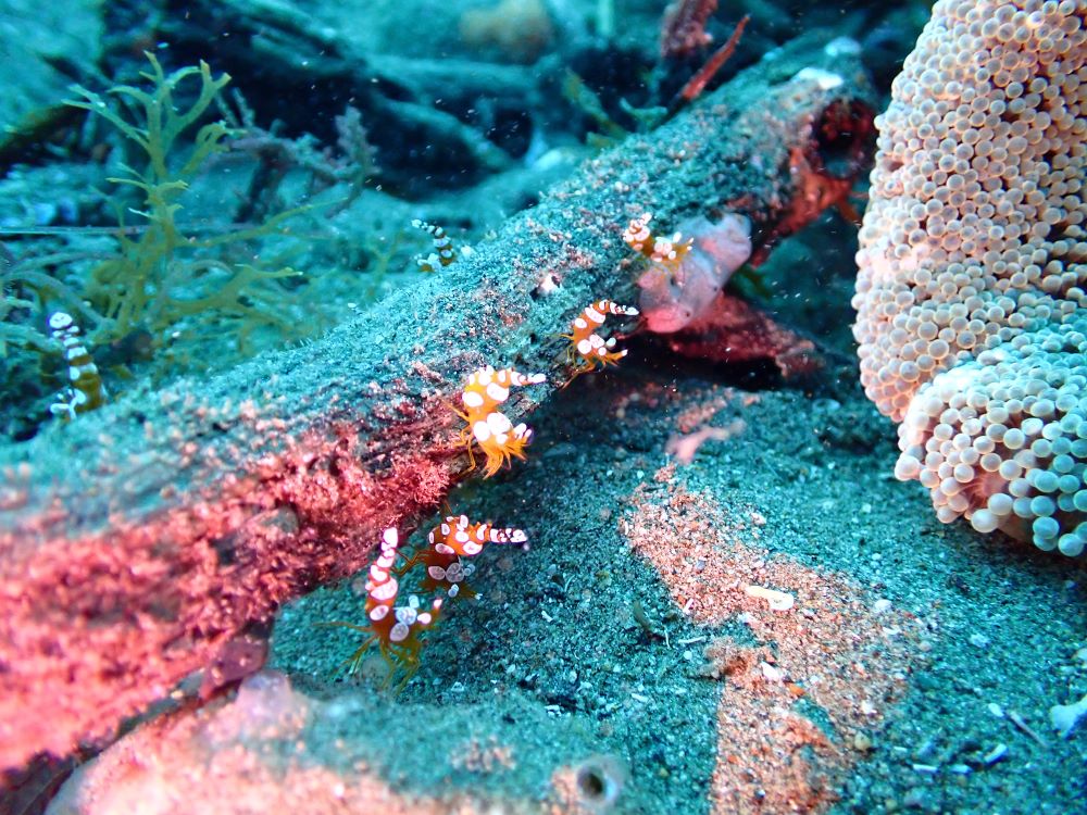 P5290123