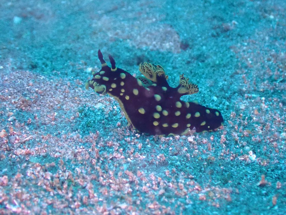 P5290176